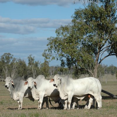 Grey Brahman bulls